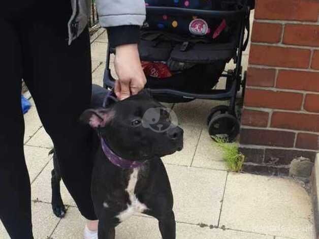 Staffie x greyhound for sale in Bishop Auckland, County Durham