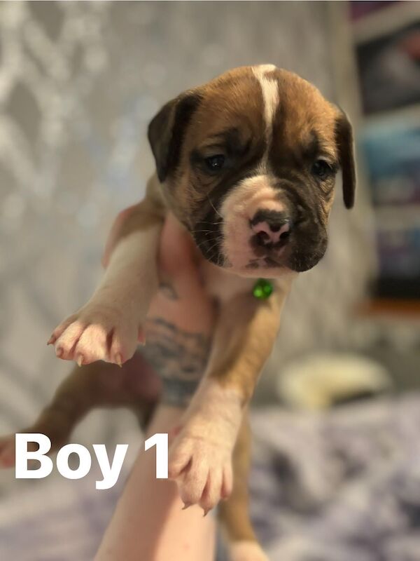 Staffie x Mastiff Puppies for sale in Liskeard, Cornwall - Image 1