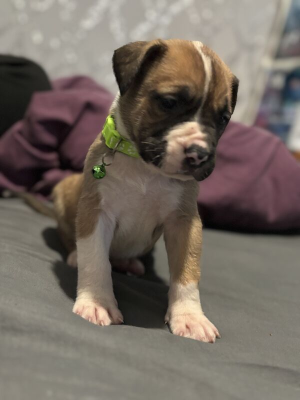 Staffie x Mastiff Puppies for sale in Liskeard, Cornwall - Image 2