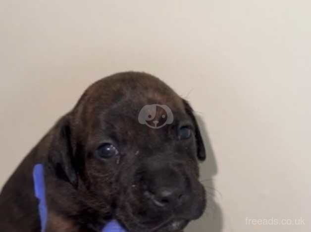 Staffie x patterdale pups for sale in Mountain Ash/Aberpennar, Rhondda Cynon Taf - Image 2