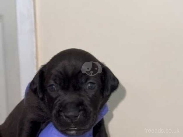 Staffie x patterdale pups for sale in Mountain Ash/Aberpennar, Rhondda Cynon Taf - Image 3