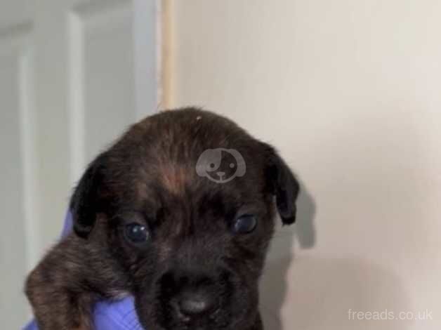 Staffie x patterdale pups for sale in Mountain Ash/Aberpennar, Rhondda Cynon Taf - Image 4