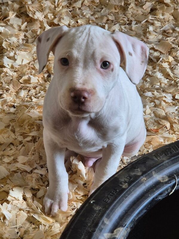 staffies for sale in Newtownstewart, County Tyrone - Image 3