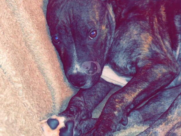 Staffordshire Bull 10 months old. for sale in Stoke-on-Trent, Staffordshire - Image 1