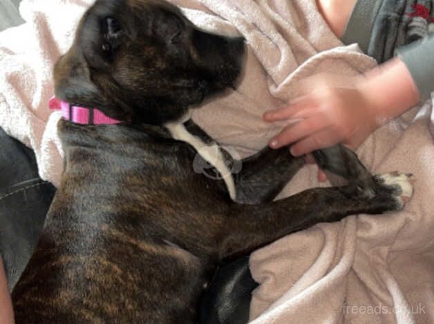 Staffordshire Bull 10 months old. for sale in Stoke-on-Trent, Staffordshire - Image 3