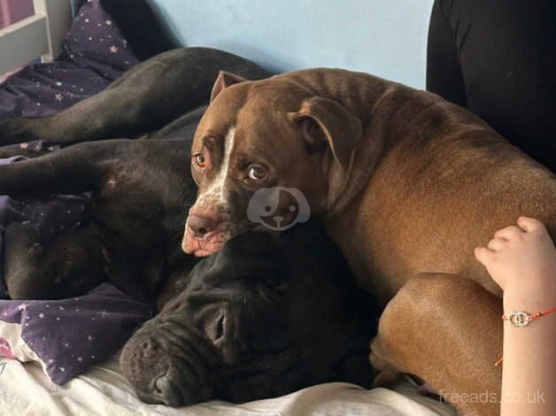 Staffordshire bull for sale in Sunbury, Surrey