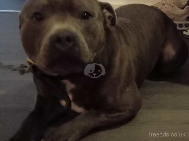 Staffordshire bull for sale in Tredegar, Blaenau Gwent