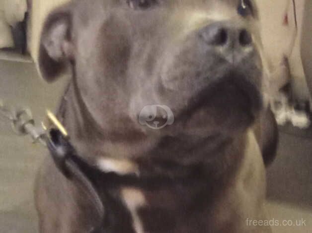 Staffordshire bull pedigree blue for sale in Tredegar, Blaenau Gwent