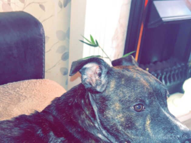 Staffordshire bull ( please read advert properly before messaging) for sale in Stoke-on-Trent, Staffordshire