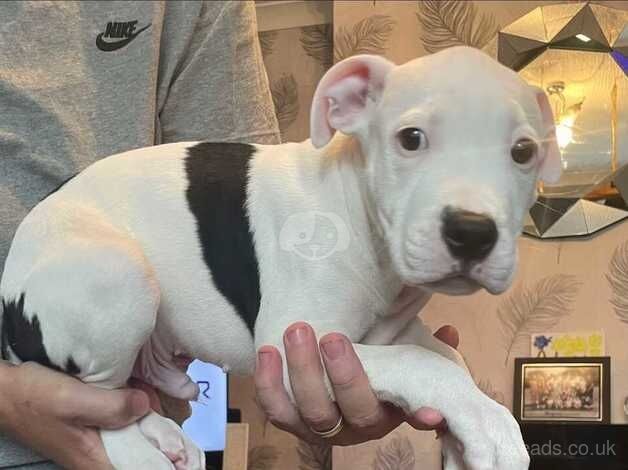 Staffordshire Bull Terier Puppies for sale in Manchester, Greater Manchester