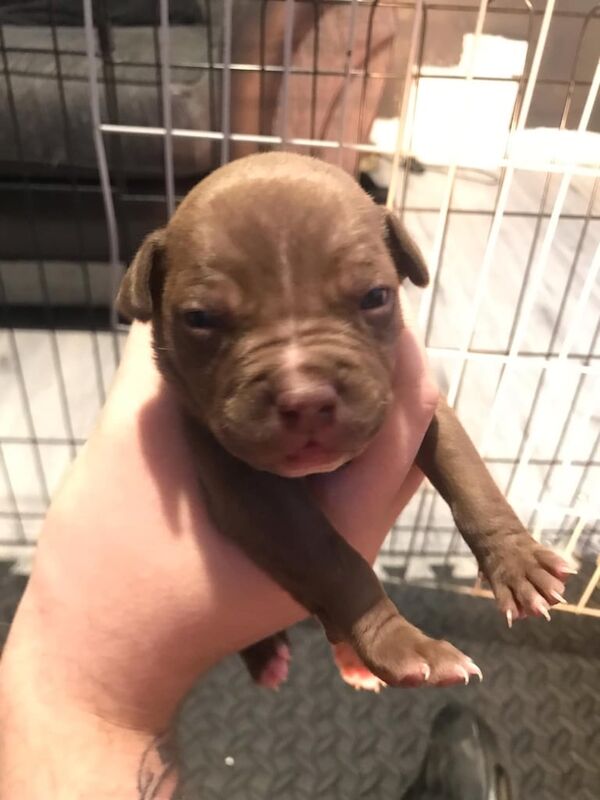 Staffordshire bull terrier for sale in South Side, City of Edinburgh