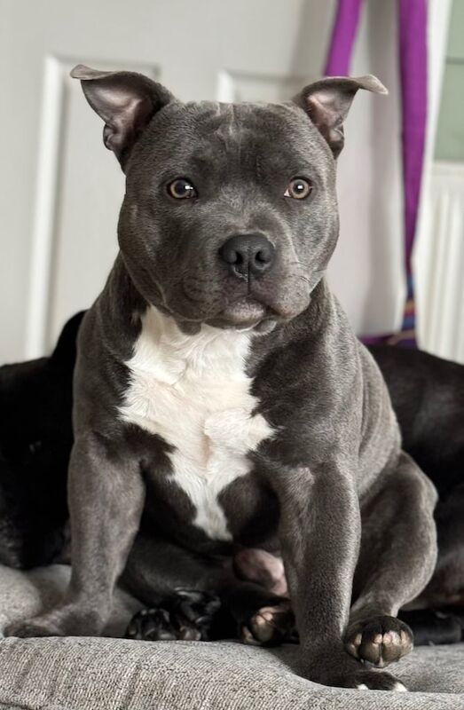 Staffordshire Bull Terrier for sale in Old Cwmbran, Gwent