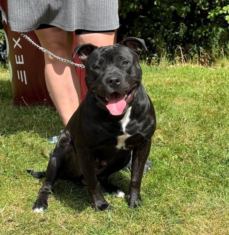 Staffordshire bull terrier for sale in Telford, Shropshire