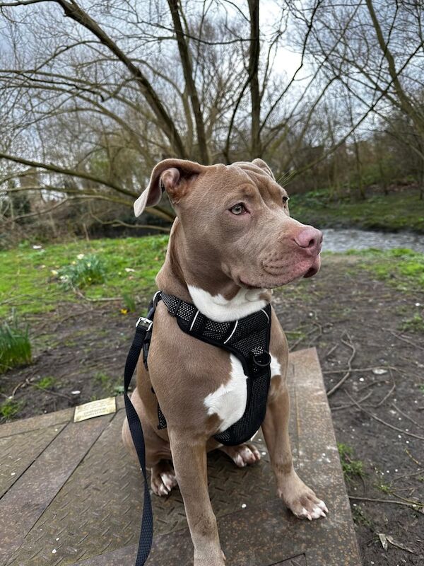 Staffordshire bull terrier for sale in Wembley, Greater London