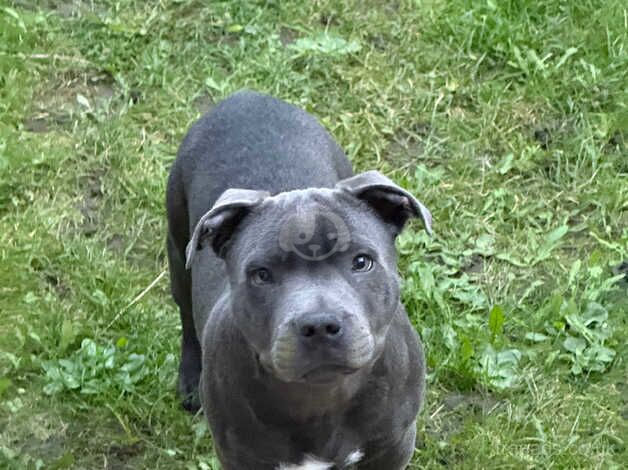 Staffordshire bull terrier Blue 16 weeks for sale in Sunderland, Tyne and Wear - Image 1