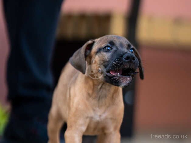 Staffordshire bull terrier cross American Staffordshire bull terrier for sale in Kentish Town, Camden, Greater London