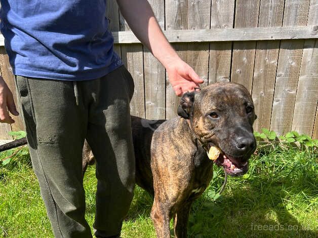 Staffordshire bull terrier cross grey hound for sale in Newcastle upon Tyne, Tyne and Wear - Image 1