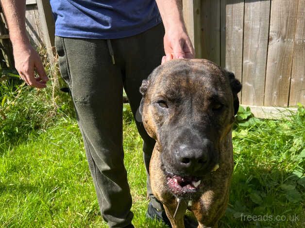 Staffordshire bull terrier cross grey hound for sale in Newcastle upon Tyne, Tyne and Wear - Image 2