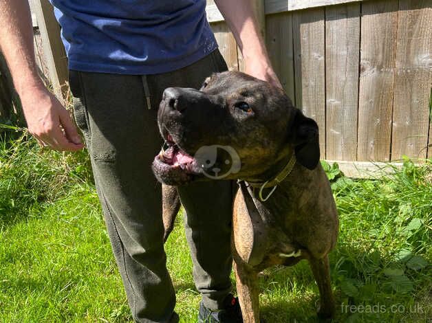 Staffordshire bull terrier cross grey hound for sale in Newcastle upon Tyne, Tyne and Wear - Image 3