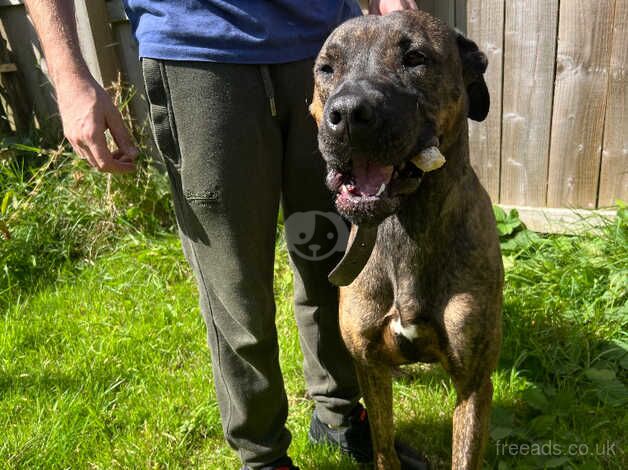 Staffordshire bull terrier cross grey hound for sale in Newcastle upon Tyne, Tyne and Wear - Image 4