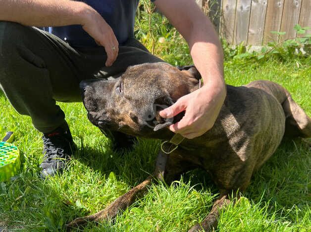 Staffordshire bull terrier cross grey hound for sale in Newcastle upon Tyne, Tyne and Wear - Image 5