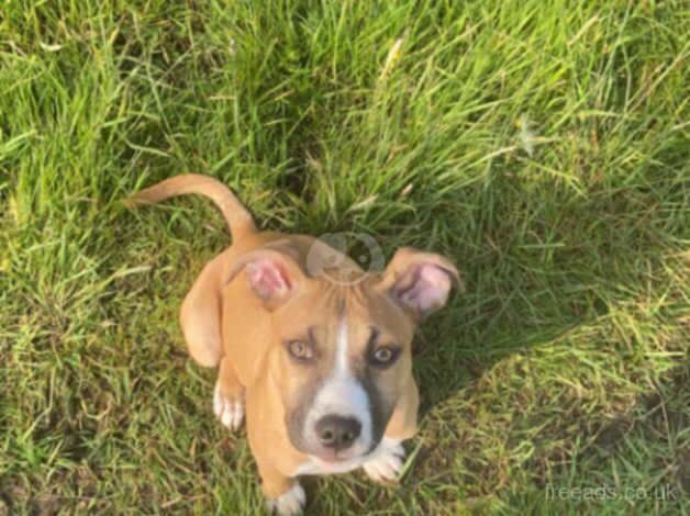 Staffordshire bull terrier cross ridge back for sale in Keighley, West Yorkshire