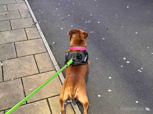 Staffordshire bull terrier female for sale in Swansea - Image 2