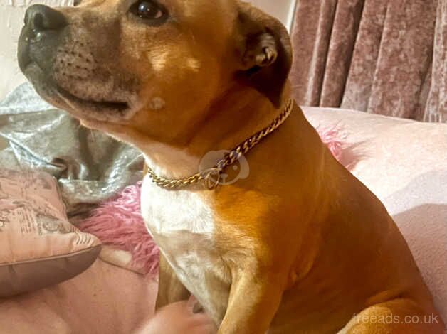 Staffordshire bull terrier female for sale in Swansea - Image 3