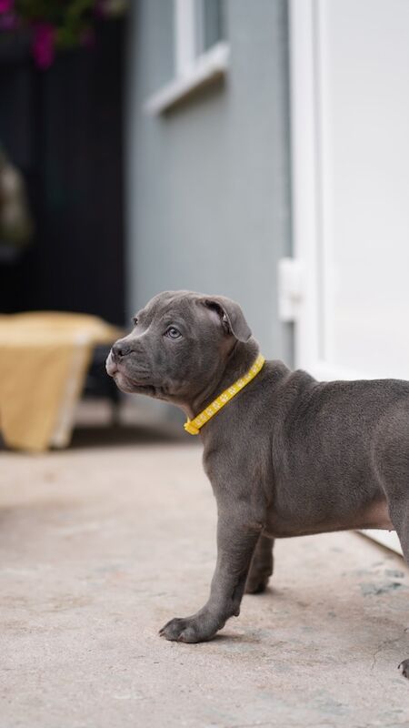 Staffordshire Bull Terrier For Sale! for sale in Wolverhampton, West Midlands