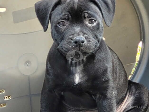 Staffordshire bull terrier for sale in Cardiff