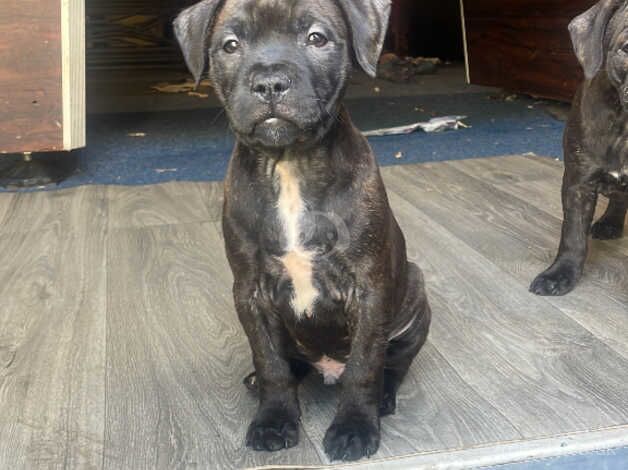 Staffordshire bull terrier for sale in Wednesbury, West Midlands - Image 3