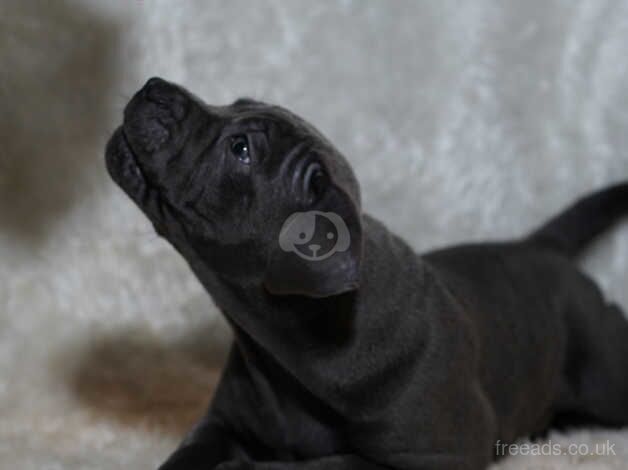 Staffordshire Bull terrier for sale! for sale in Wolverhampton, West Midlands