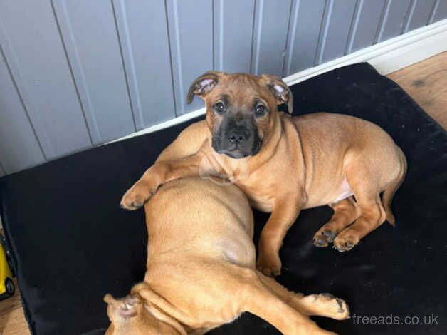 Staffordshire bull terrier for sale in Beragh, Omagh