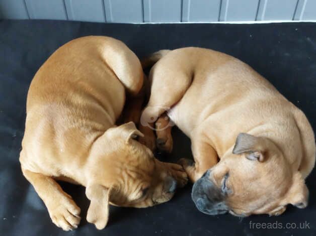 Staffordshire bull terrier for sale in Beragh, Omagh - Image 4