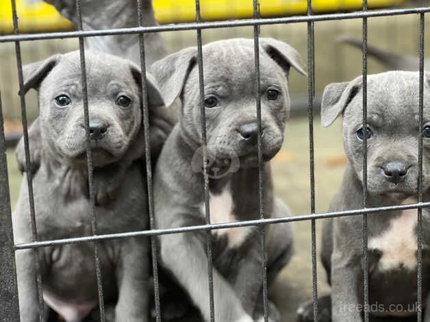 Staffordshire bull terrier for sale in Dudley, Tyne and Wear