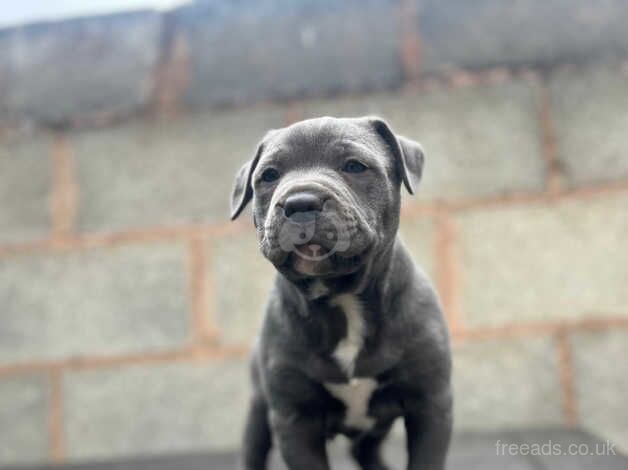 Staffordshire bull terrier for sale in Birmingham, West Midlands - Image 1