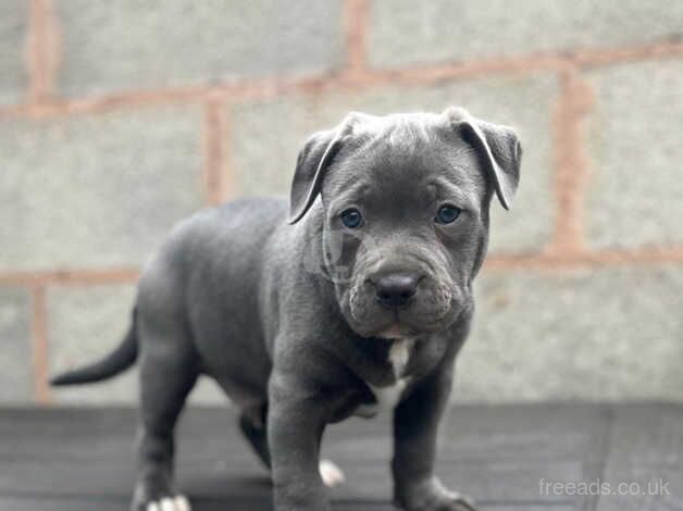 Staffordshire bull terrier for sale in Birmingham, West Midlands - Image 2