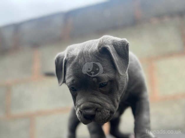 Staffordshire bull terrier for sale in Birmingham, West Midlands - Image 3