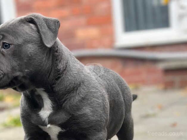 Staffordshire bull terrier for sale in Birmingham, West Midlands - Image 4