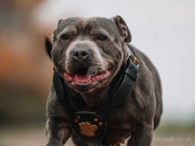 Staffordshire bull terrier for sale in Birmingham, West Midlands - Image 5