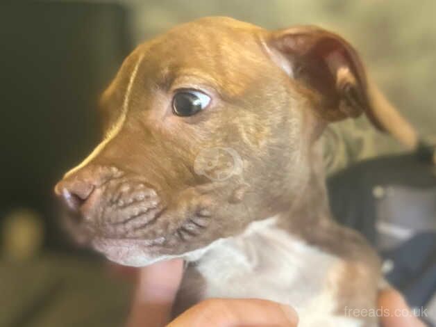 Staffordshire bull terrier for sale in Dewsbury, West Yorkshire - Image 3