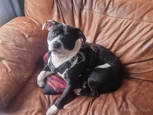 Staffordshire bull terrier for sale in Grimsby, Lincolnshire