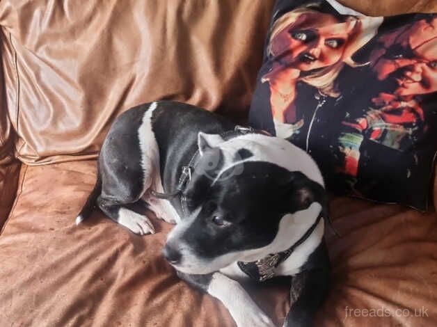 Staffordshire bull terrier for sale in Grimsby, Lincolnshire - Image 2