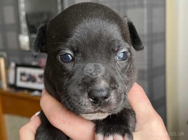 Staffordshire Bull Terrier for sale in Houghton-Le-Spring, Tyne and Wear