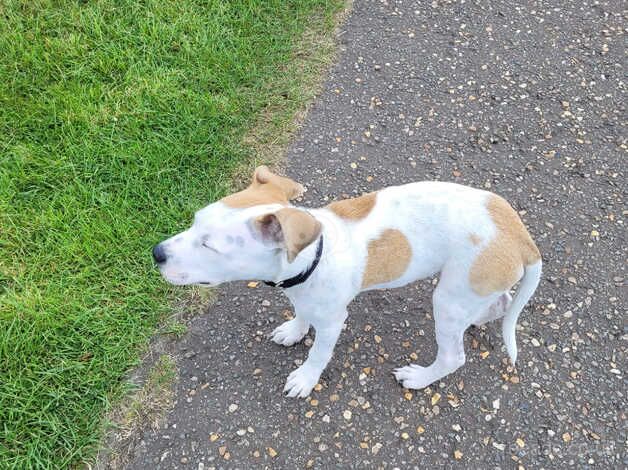 Staffordshire bull terrier for sale in King's Lynn, Norfolk - Image 1