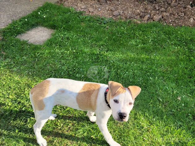 Staffordshire bull terrier for sale in King's Lynn, Norfolk - Image 5