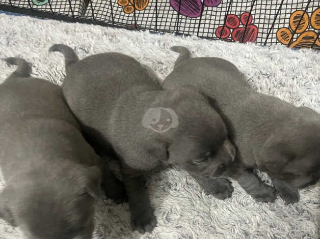 Black staffie 5 and half months for sale in Liverpool, Merseyside