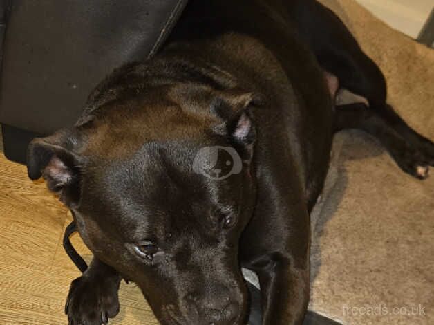 Staffordshire bull terrier for sale in Plymouth, Devon