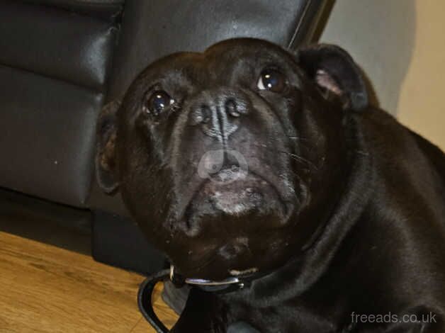 Staffordshire bull terrier for sale in Plymouth, Devon - Image 2