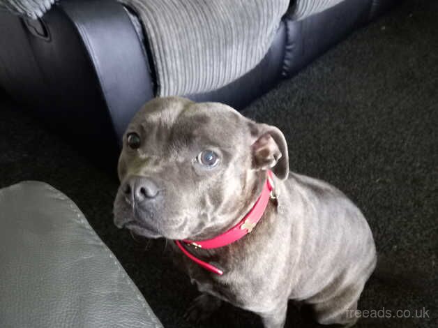 Staffordshire bull terrier for sale in Birmingham, West Midlands - Image 1